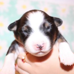 BTM1 - Black tri-color male Australian Shepherd puppy in Colorado from Firestone Australian Shepherds