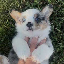 Teddy - Blue merle and white male American Corgi puppy in Payson, Illinois from Creek Farm Corgis