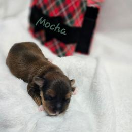 Mocha - Red male Havanese puppy in Pelham, Alabama from Havanese Cuban Cuties