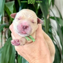 Haze - Golden male Golden Retriever puppy in El Cajon, California from Grove Haven Canines
