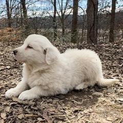 Puppy ID 17267 - White male Great Pyrenees puppy in Leicester, North Carolina from Randall Glen Pyrenees