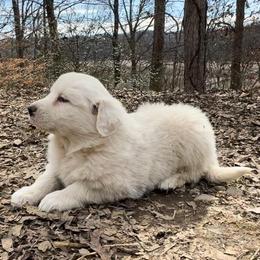 Puppy ID 17267 - White male Great Pyrenees puppy in Leicester, North Carolina from Randall Glen Pyrenees