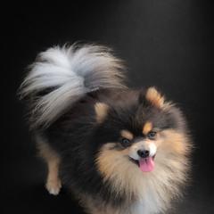 Prince - Pomeranian