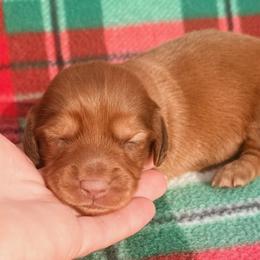 Scarlett - Red female Dachshund puppy in Chelsea, Oklahoma from Elite Puppies of Oklahoma, LLC