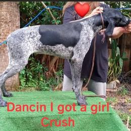 Crush - German Shorthaired Pointer