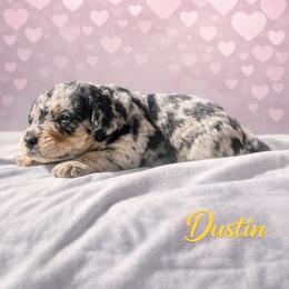 Dustin Henderson - Blue merle male Bernedoodle puppy in Bennett, Colorado from Darling Paws Bernedoodles, LLC
