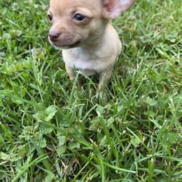 Chihuahua Puppies from CMW Interstellar Kennel