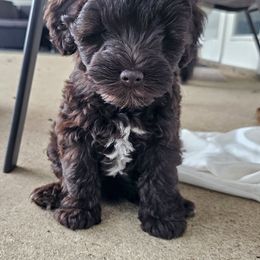 Miniature Schnauzer Puppies from Du Lac Miniature Schnauzers