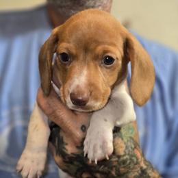 Pixel - Piebald male Dachshund puppy in New Caney, Texas from BouncinMiniWeenies