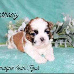 Shih Tzu Puppies from Charlemagne Shih Tzus