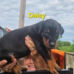 Daisy - Black and rust female Doberman Pinscher puppy in Mount Orab, Ohio from Heyne Kennels