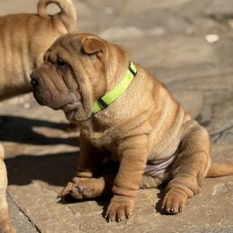 Boy 1 green collar - Fawn male Chinese Shar-Pei puppy in Fairfield, Texas from Majesty SharPei