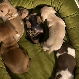 Dachshund Puppies from Coffey’s mini Dachshounds