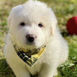 OFA health tested Yellow Girl - Great Pyrenees puppy from River's Bend Walnut Orchard