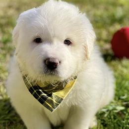 OFA health tested Yellow Girl - Great Pyrenees puppy from River's Bend Walnut Orchard