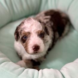 Scarlet Valentine - Red merle female Aussiedoodle puppy in Charlestown, Indiana from Forever Aussies and A Doodle