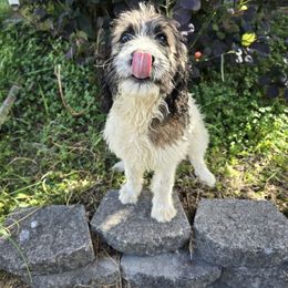 Flicker - Brown and white female Saint Berdoodle puppy in Castle Rock, Washington from PNW Saint Berdoodles