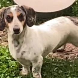 Diesel - Dachshund