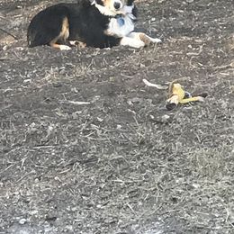 Toy Australian Shepherd All Grown Up from The Ranch of the Sun Toy Aussies