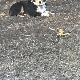 Toy Australian Shepherd All Grown Up from The Ranch of the Sun Toy Aussies