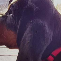 Basset Hounds from B-Town Basset Hounds