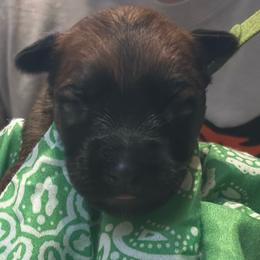 Male spot 5 - Wheaten male Soft Coated Wheaten Terrier puppy in Gladewater, Texas from Felicias Swheaties