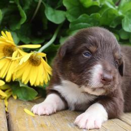 Rabbit - Red tri-color male Australian Shepherd puppy in Star City, Arkansas from Blush & Lace Aussie Co.