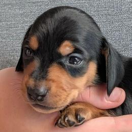 Draco Malfoy - Black and tan male Dachshund puppy in Scottsdale, Arizona from Floppy Eared Friends Miniature Dachshund and  Bassett Hounds
