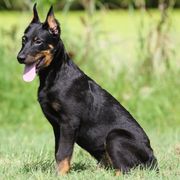 Adalwolf - 5350 - Black and rust male Beauceron puppy in Rockwall, Texas from Elitehaus