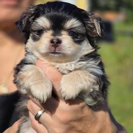 Theadore  4500 - Black sabled fawn male Chihuahua puppy in Citrus Heights, California from Golden State Chihuahuas