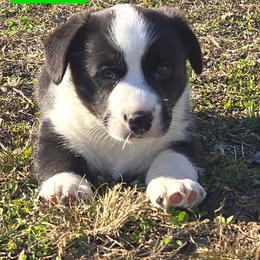 Green - Black and white male Cardigan Welsh Corgi puppy in Lynchburg, Ohio from Old Iron Farm