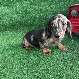 Jack - Dapple male Dachshund puppy in Hawley, Texas from Foxy’s Dachshunds & Toy Aussies