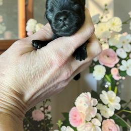 Russian Salon Dog and Yorkshire Terrier Puppies from Yorkies Kisses