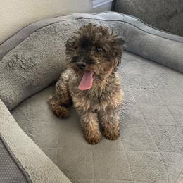 Sophia - Poodle