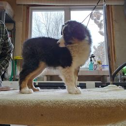 Girl - Black tri-color female Australian Shepherd puppy in Marshall, Michigan from RR Australian Shepherds