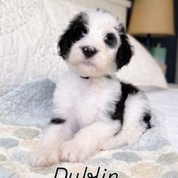 Dublin - Black and white female Sheepadoodle puppy in Rocky Point, North Carolina from CelticDoods