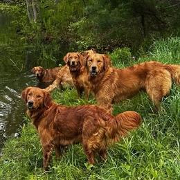 Golden Retriever puppies from Green Mountain Golden Retrievers
