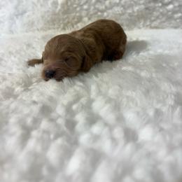Milo - Apricot male Goldendoodle puppy in Wever, Iowa from JK Royal Lines