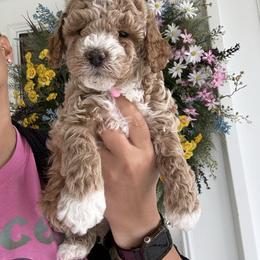 Forest - Apricot male Poodle puppy in Stafford, Virginia from Morris Doodles Virginia