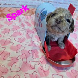 Spark - Red merle female Aussiedoodle puppy in Loveland, Colorado from A&L Ranch Aussiedoodles