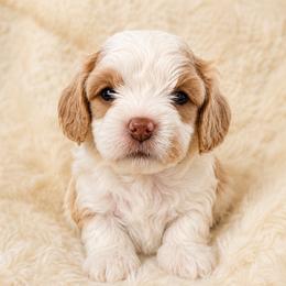 Beau - Blenheim male Cavapoo puppy in Buda, Texas from Haus of Doodles