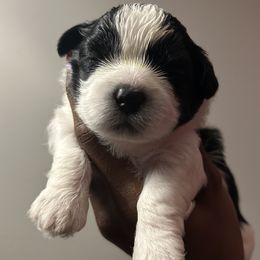 Shih Tzu puppies from Sherrie’s Pups