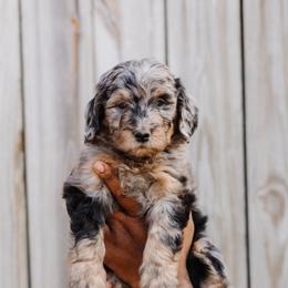 Bernedoodle Puppies from Crown Stephens Family Doodles