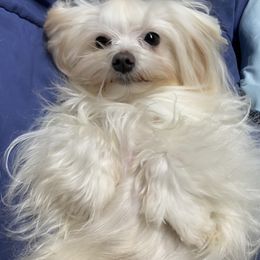 Comet - Maltese