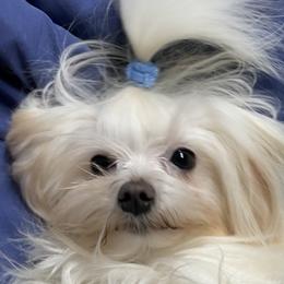 Comet - Maltese