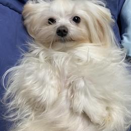 Comet - Maltese