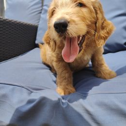 Niles - Red  Goldendoodle puppy in Hudson, Florida from Can Do It Dogs