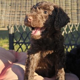 Han - Chocolate male Goldendoodle puppy in Trinity, North Carolina from Gallimore Doodles