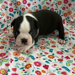Van - Black and white male Boston Terrier puppy in Fillmore, Illinois from Wind Hill Puppies