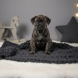 Myers - Black brindle male Cane Corso puppy in Hampstead, New Hampshire from Durgin Hollow